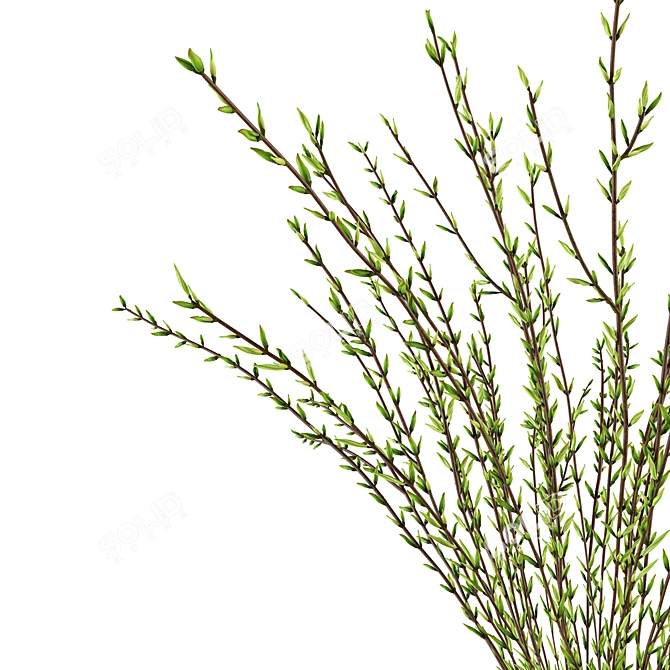 Natural Branches in Vase 3D model image 4