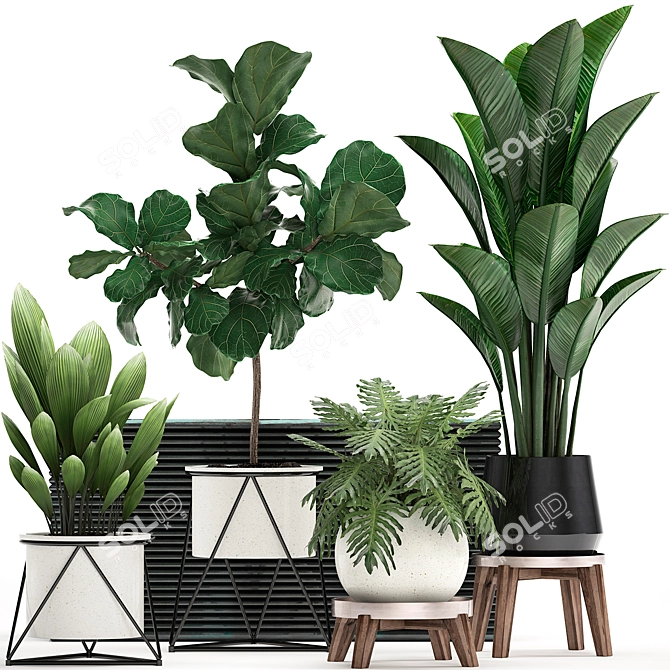 Exotic Indoor Plant Collection 3D model image 1