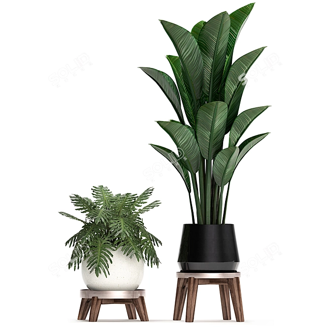 Exotic Indoor Plant Collection 3D model image 3