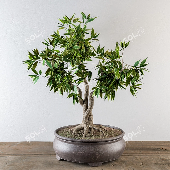 Mini Broadleaf Bonsai Tree Kit 3D model image 1