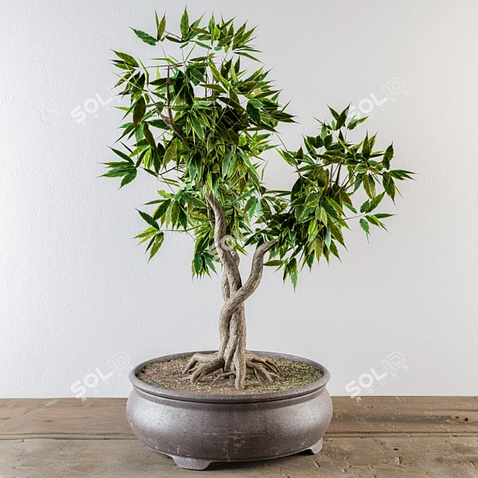 Mini Broadleaf Bonsai Tree Kit 3D model image 2
