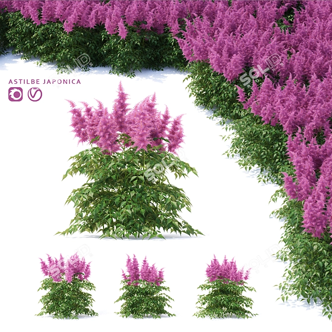 Japanese Astilbe Collection | Astilba Japonica 3D model image 1