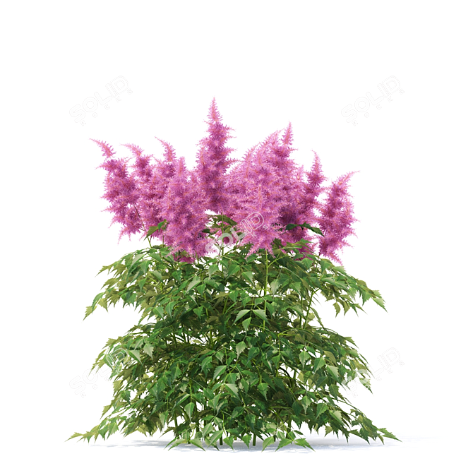 Japanese Astilbe Collection | Astilba Japonica 3D model image 2