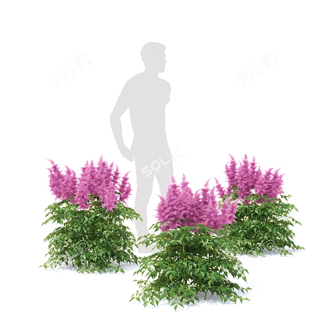 Japanese Astilbe Collection | Astilba Japonica 3D model image 4