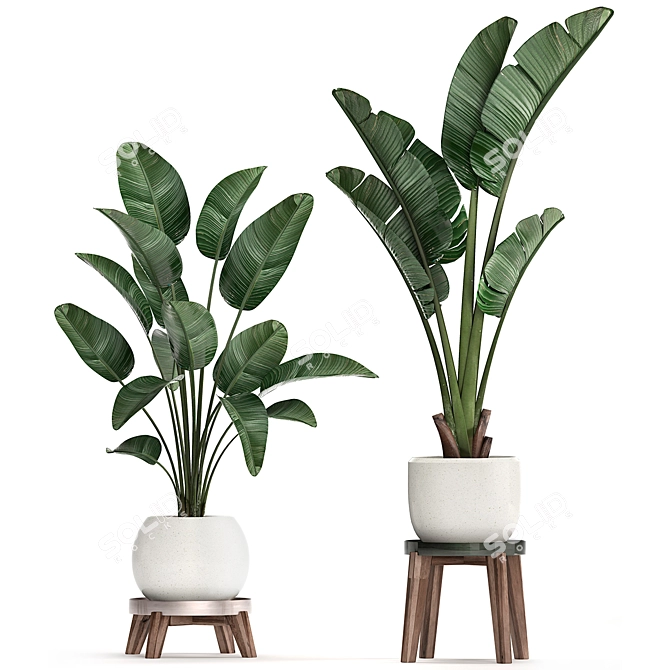 Exotic Houseplant Collection 3D model image 2