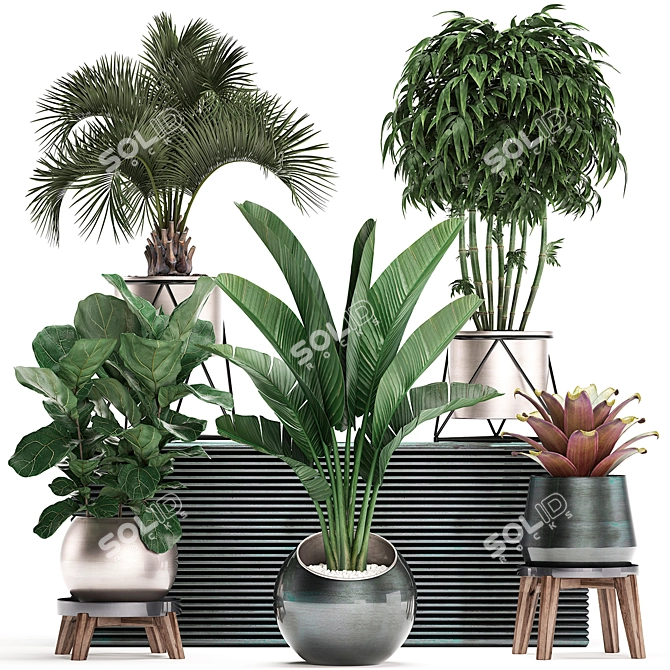 Exotic Plant Collection: Banana Palm, Ravenala, Strelitzia 3D model image 1