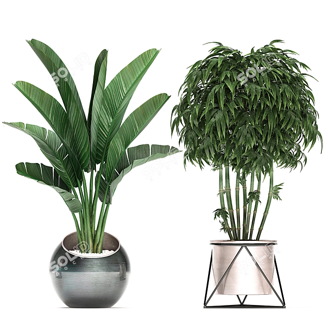 Exotic Plant Collection: Banana Palm, Ravenala, Strelitzia 3D model image 3