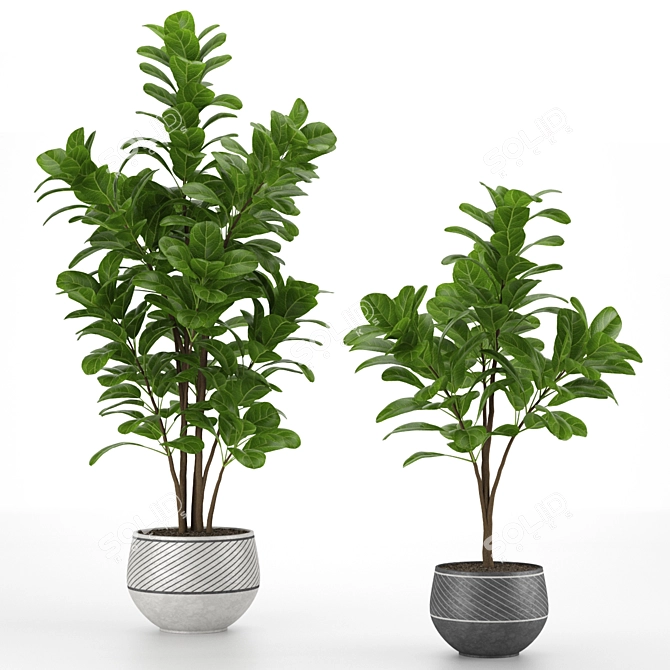 Twin Lyrata Ficus 3D model image 1