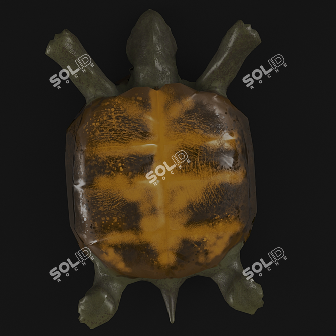 Title: Turtle 3D Model with UVW Mapping+Textures 3D model image 5