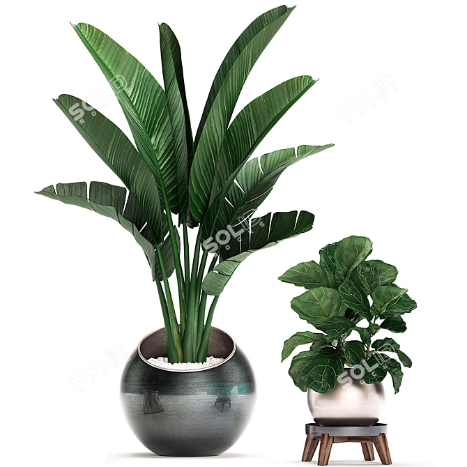 Exotic Indoor Plant Collection 3D model image 4