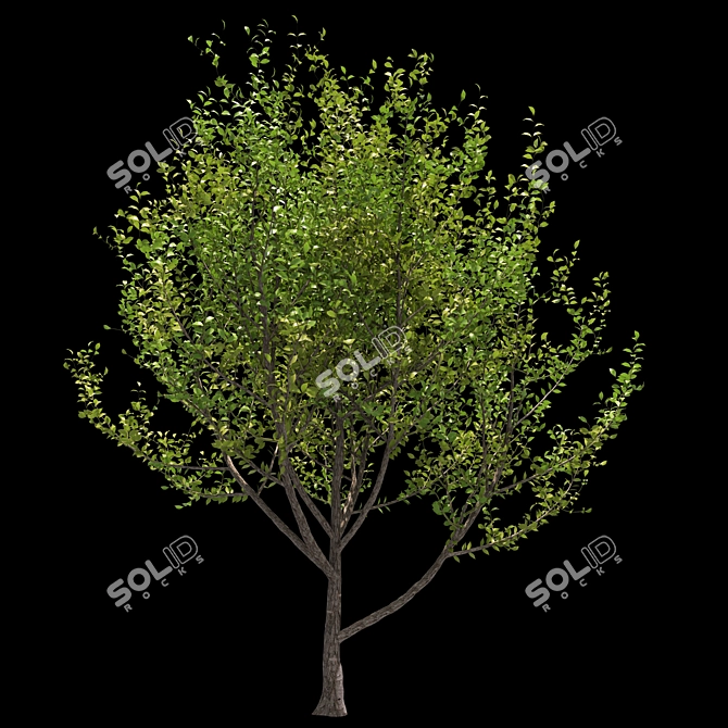 Tree 5-in-1 - 313K polys, 426K verts. Versatile and High-Quality Tree Model 3D model image 1