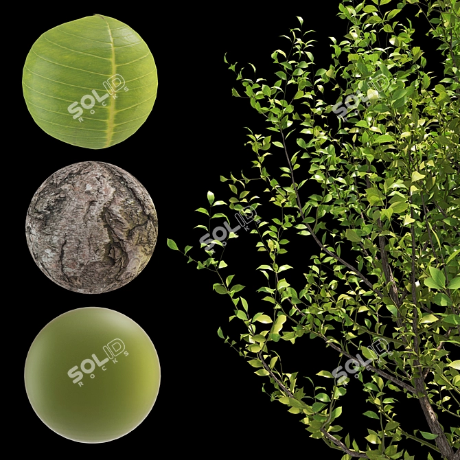 Tree 5-in-1 - 313K polys, 426K verts. Versatile and High-Quality Tree Model 3D model image 2