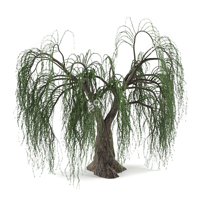 Realistic Willow Tree Sculpture 3D model image 1