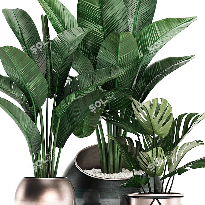 Exotic Houseplants Collection 3D model image 2