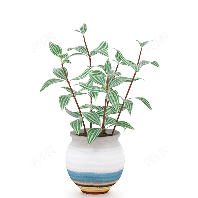 Tropical Beauty: Peperomia Peteolata 3D model image 1