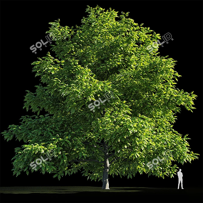 Manchurian Walnut: Exquisite and Hardy 3D model image 2