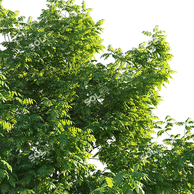 Manchurian Walnut: Exquisite and Hardy 3D model image 3