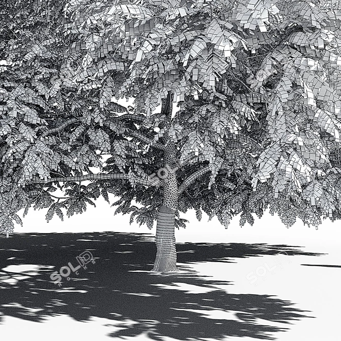 Manchurian Walnut: Exquisite and Hardy 3D model image 5