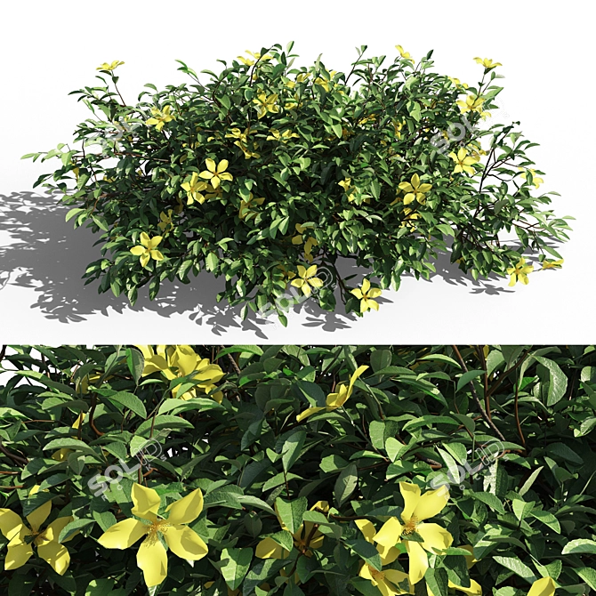 Evergreen Hibbertia Scandens Climbing Bush 3D model image 1