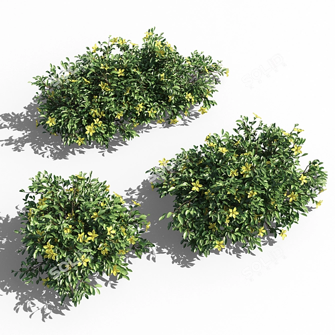 Evergreen Hibbertia Scandens Climbing Bush 3D model image 2