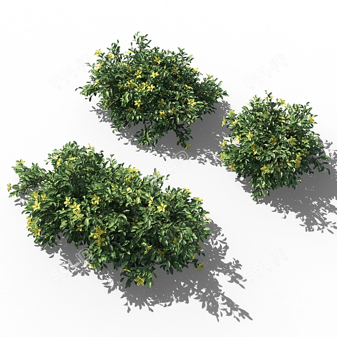 Evergreen Hibbertia Scandens Climbing Bush 3D model image 3