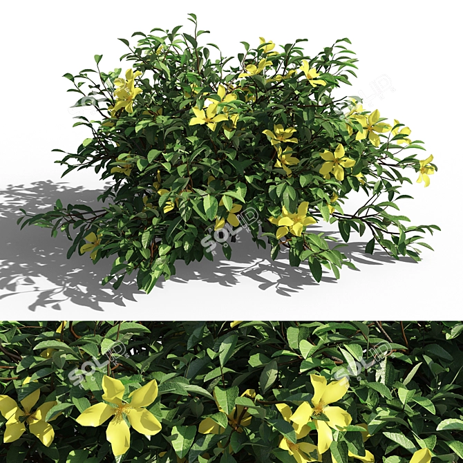 Evergreen Hibbertia Scandens Climbing Bush 3D model image 4