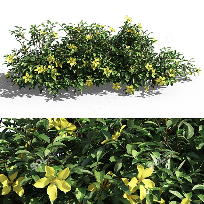 Evergreen Hibbertia Scandens Climbing Bush 3D model image 5