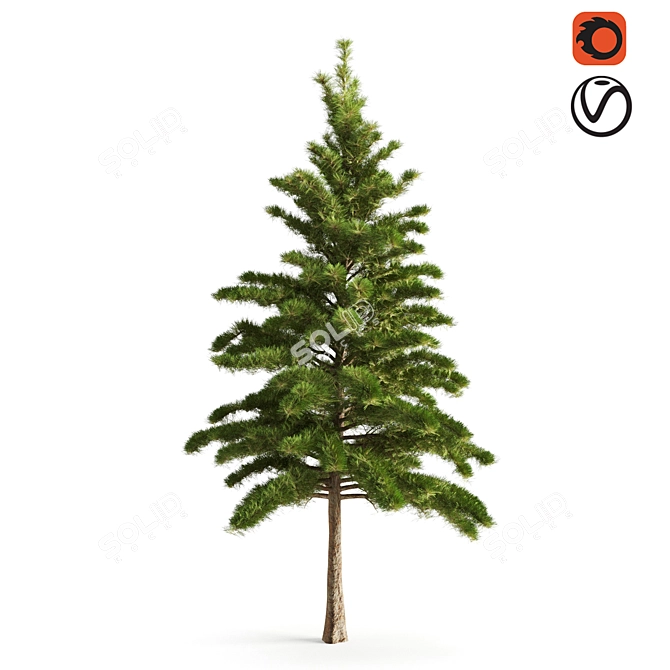 Realistic Pine Tree - Lifelike Décor 3D model image 1