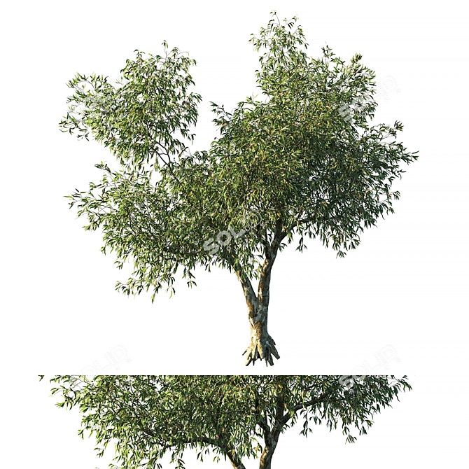 EcoMax 2014 Eucalyptus Tree 3D model image 1