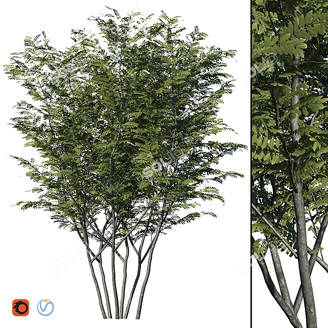 Realistic Honey Locust Tree - High Resolution 3D Model 3D model image 1