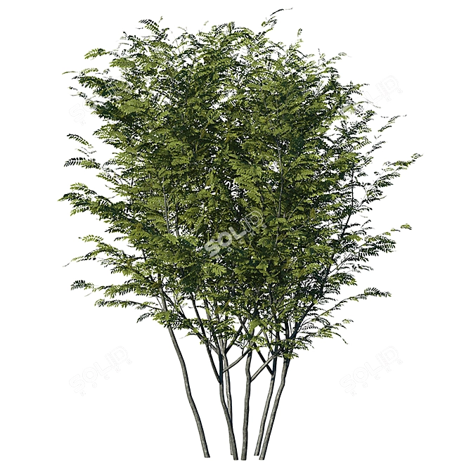 Realistic Honey Locust Tree - High Resolution 3D Model 3D model image 2