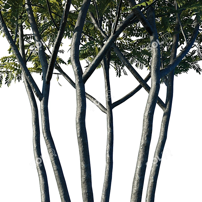 Realistic Honey Locust Tree - High Resolution 3D Model 3D model image 3