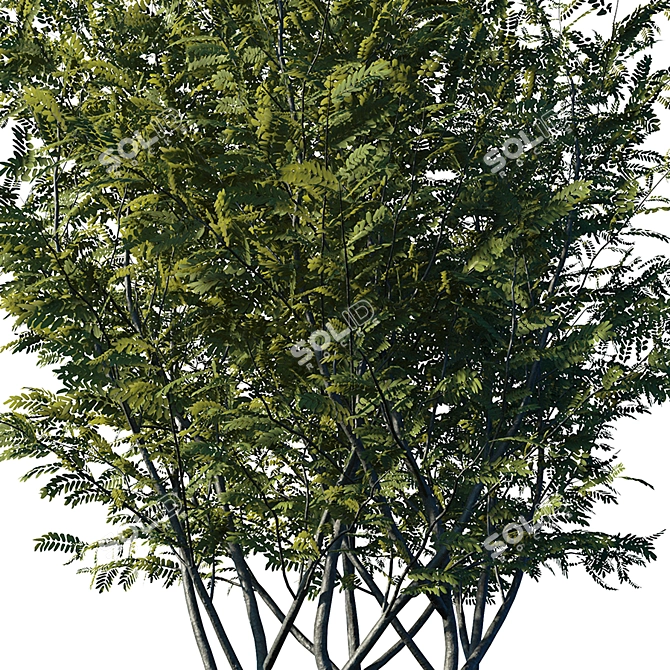 Realistic Honey Locust Tree - High Resolution 3D Model 3D model image 4