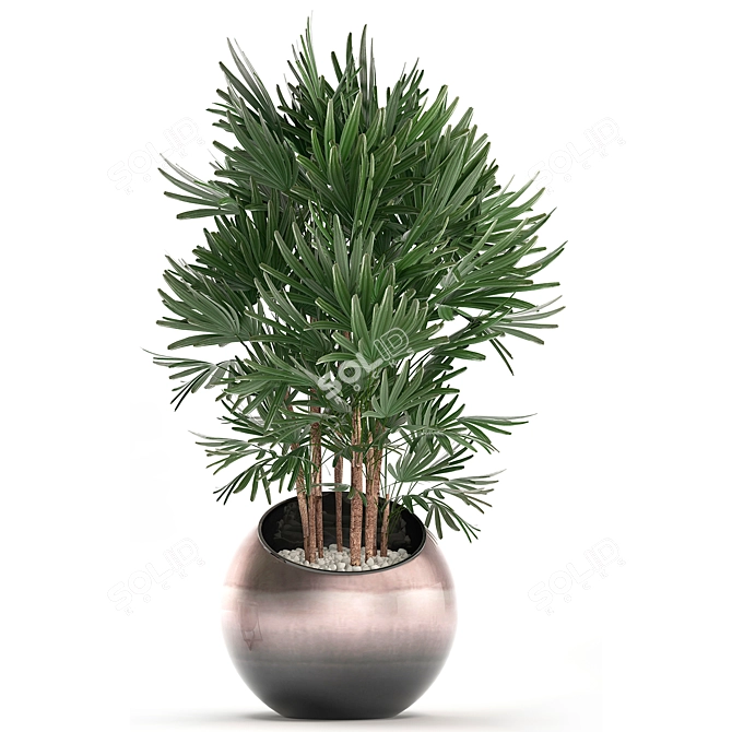 Exotic Houseplant Collection 3D model image 2