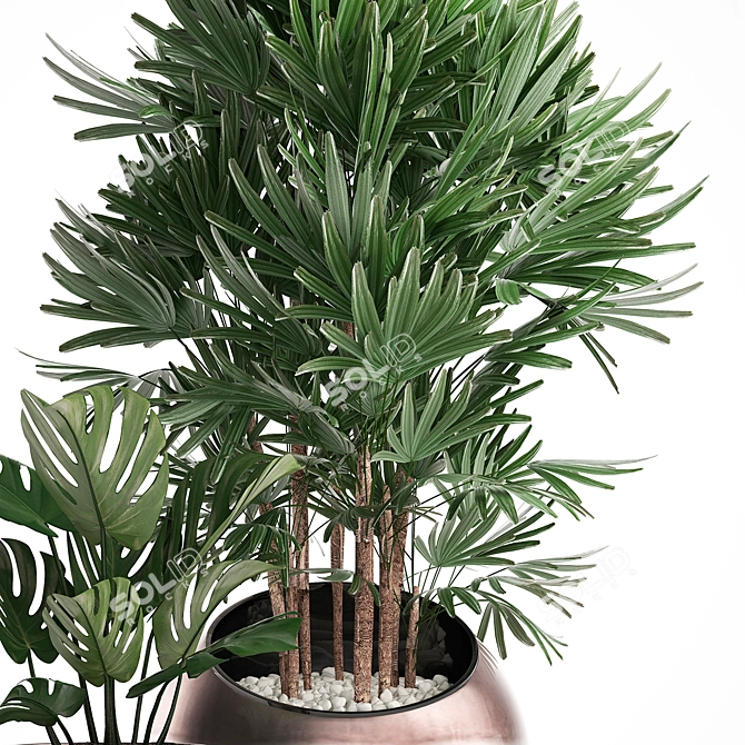 Exotic Houseplant Collection 3D model image 4