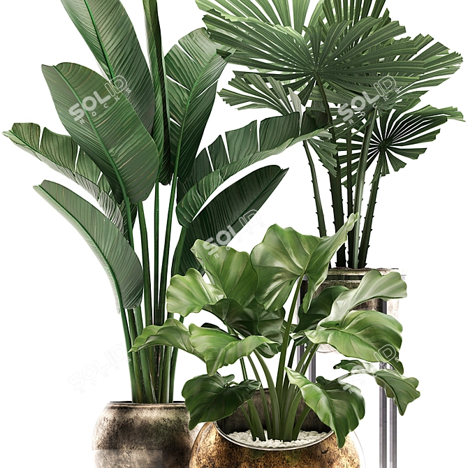 Exotic Houseplant Collection 3D model image 3