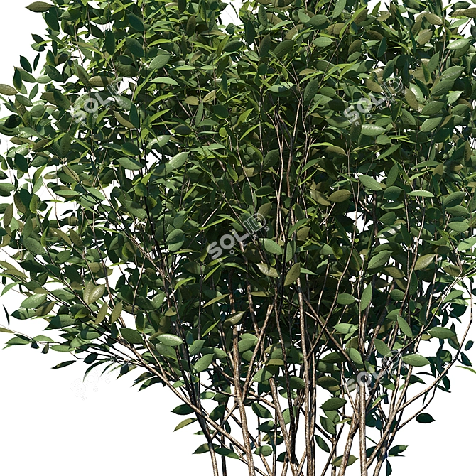 Luscious Cherry Bush Replica 3D model image 3