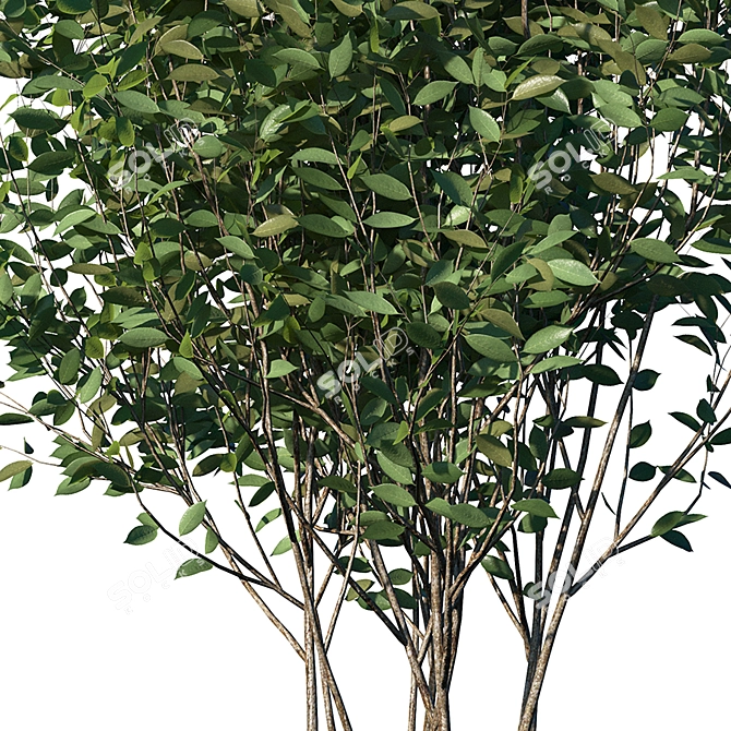 Luscious Cherry Bush Replica 3D model image 7