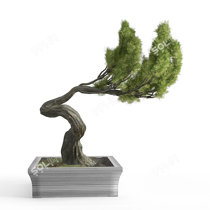 Elegant Brussel's Bonsai: Exquisite Greenery 3D model image 2