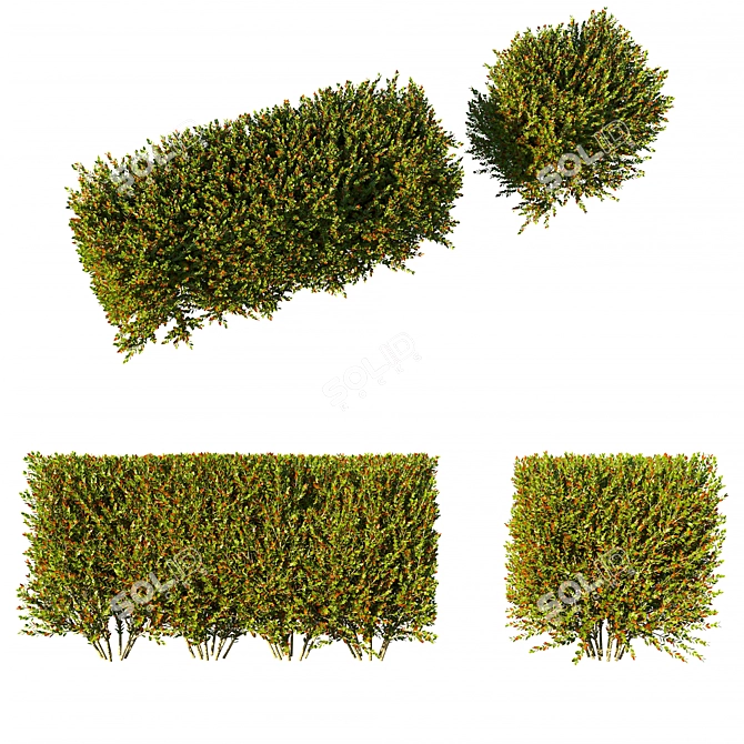 Compact Photinia Hedge: Little Red Robin 3D model image 1