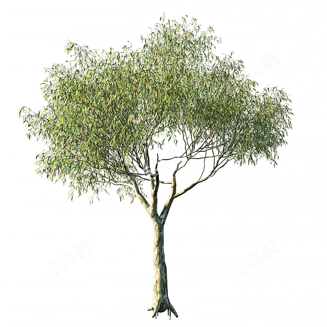 2014 Eucalyptus Tree 3D Model 3D model image 1