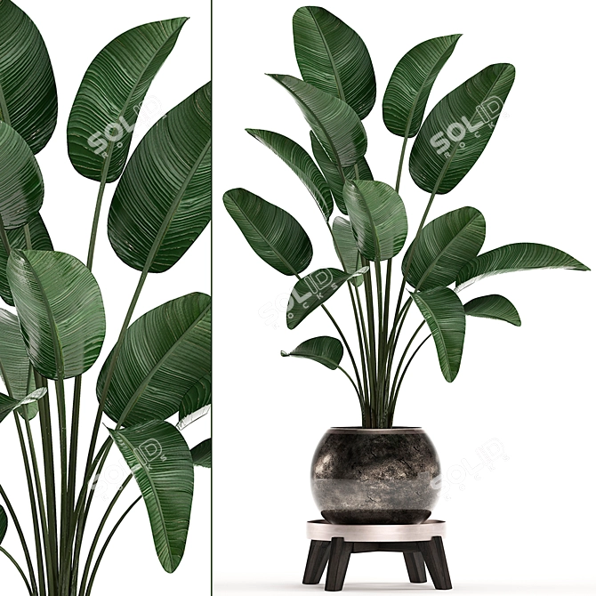 Exotic Houseplant Collection: Banana Palm, Ravenala & Strelitzia 3D model image 1