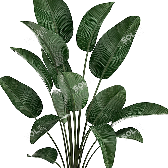 Exotic Houseplant Collection: Banana Palm, Ravenala & Strelitzia 3D model image 2