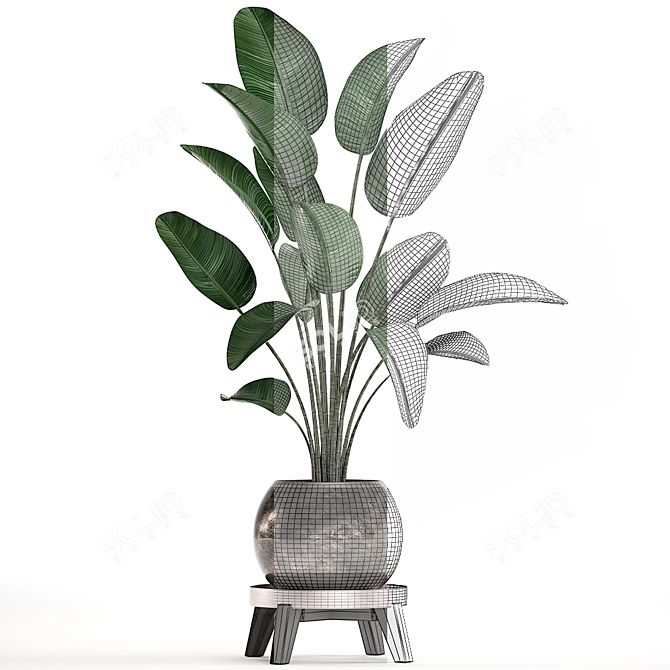 Exotic Houseplant Collection: Banana Palm, Ravenala & Strelitzia 3D model image 3