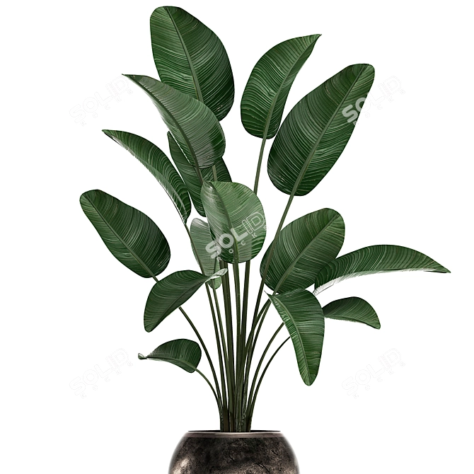 Exotic Houseplant Collection: Banana Palm, Ravenala & Strelitzia 3D model image 4