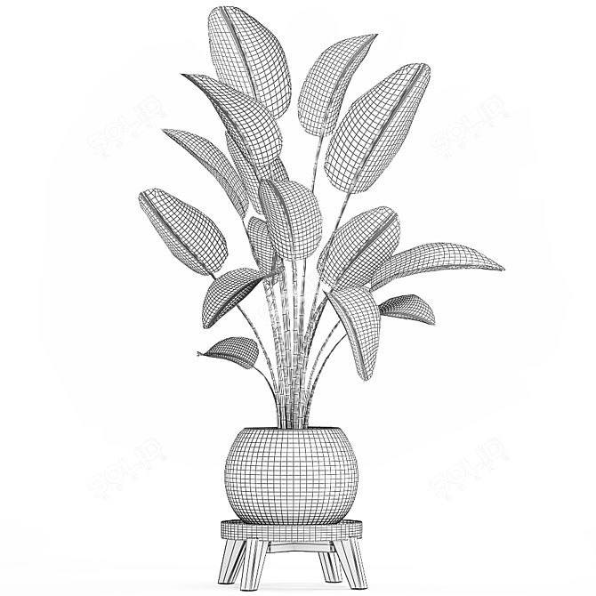 Exotic Houseplant Collection: Banana Palm, Ravenala & Strelitzia 3D model image 5