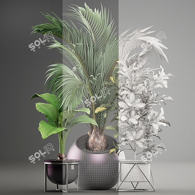 Exotic Plant Collection 3D model image 3