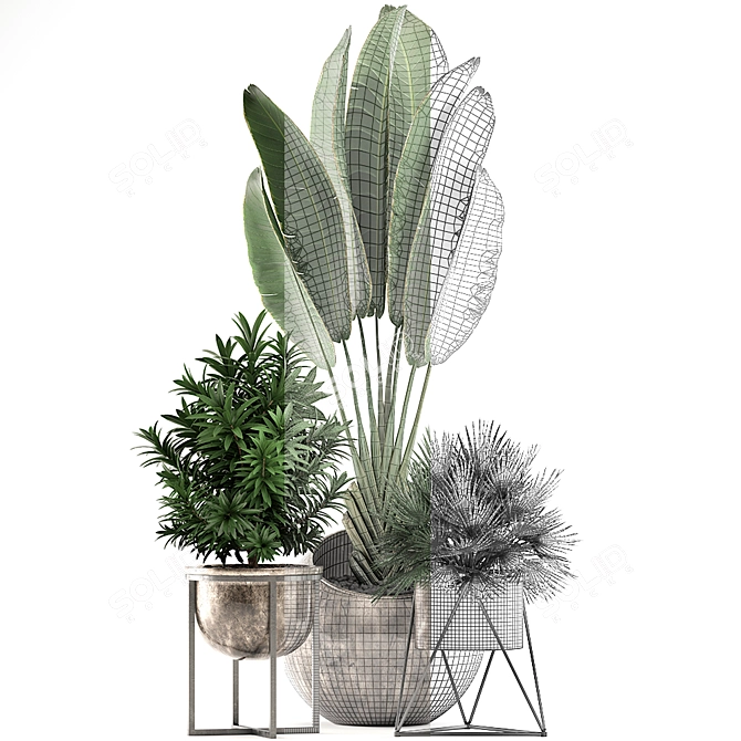 Exotic Indoor Plant Collection 3D model image 4