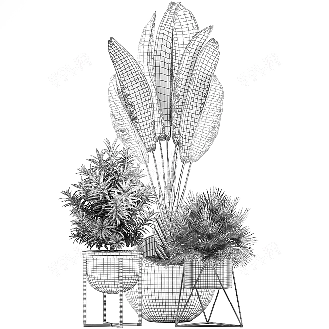 Exotic Indoor Plant Collection 3D model image 5