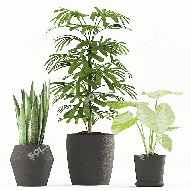 Tropical Plant Trio: Rhapis Palm, Alocasia & Sansevieria Zeylanica 3D model image 2